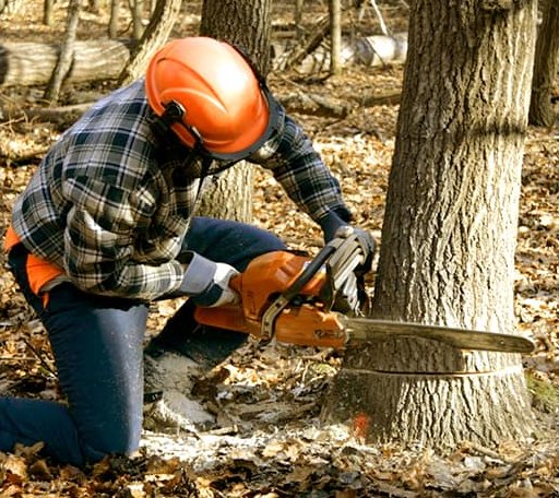 Tree Removal in Montana Mines, WV